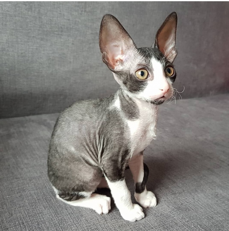 Feellina Elemani Dream - Kitten cornish rex 1 month 3 weeks