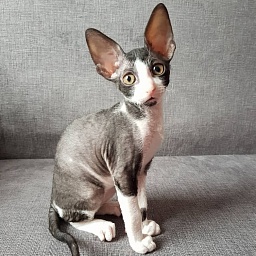 Feellina Elemani Dream