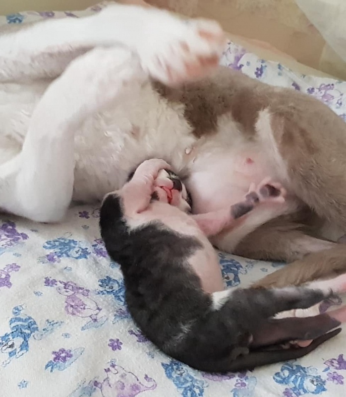 Gucci Elemani Dream - cornish rex