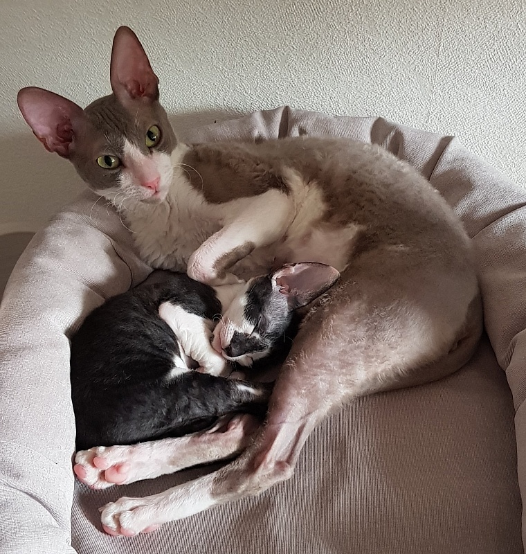 Gucci Elemani Dream - cornish rex