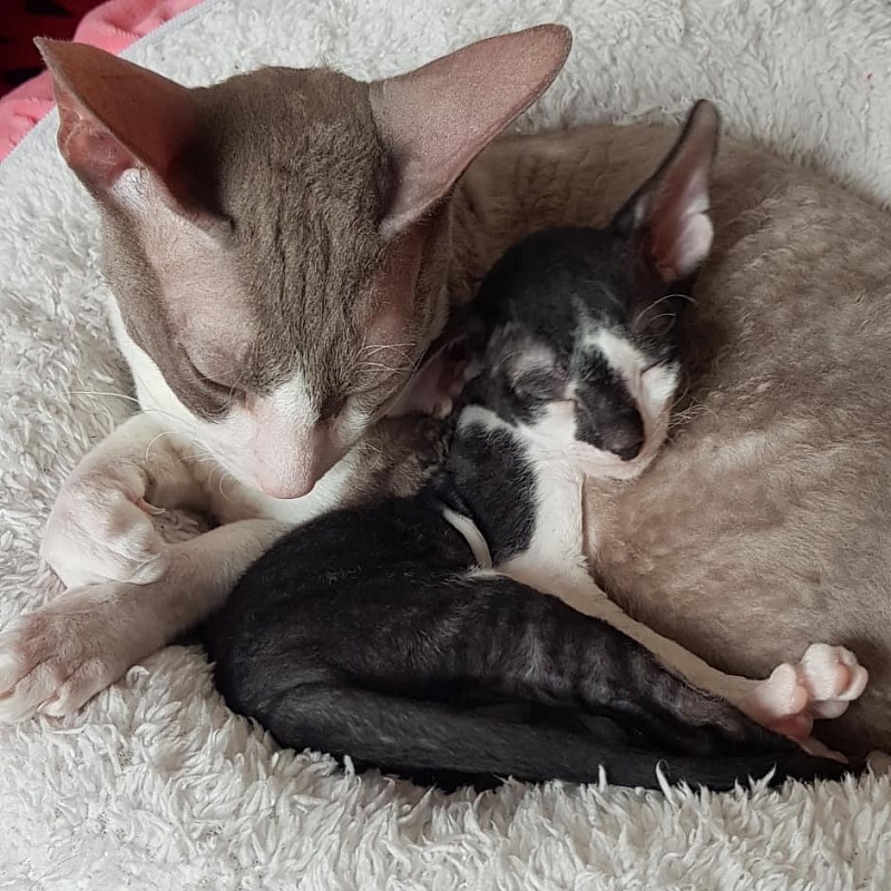 Gucci Elemani Dream - cornish rex