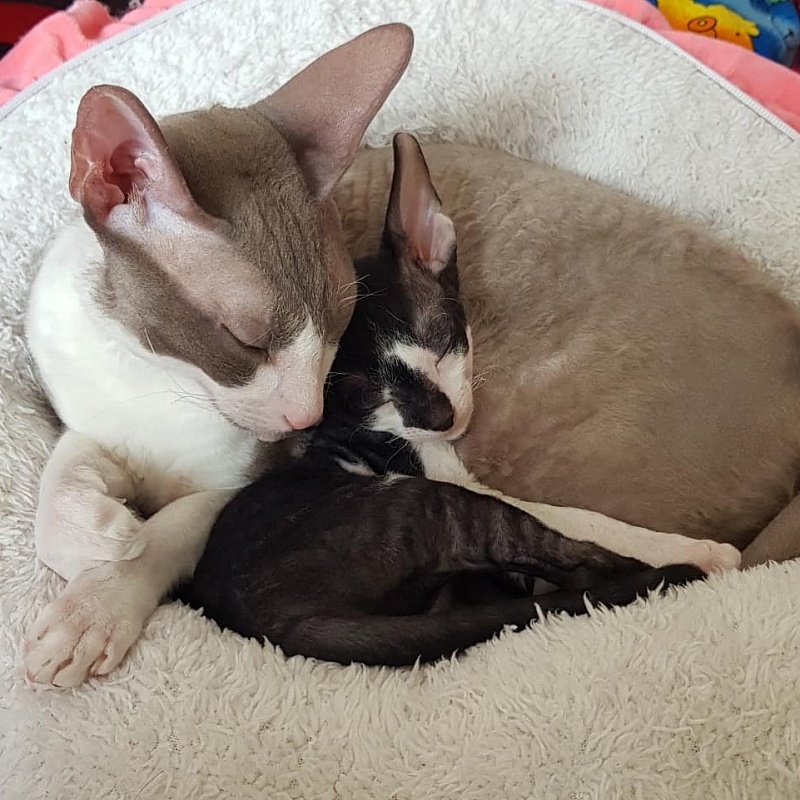 Gucci Elemani Dream - cornish rex