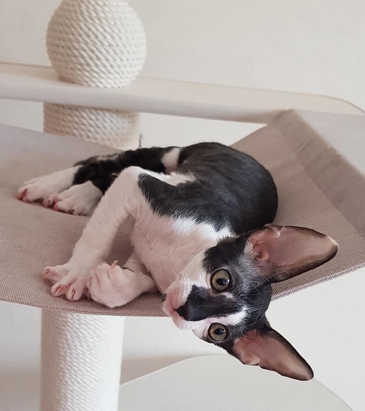 Gucci Elemani Dream - cornish rex