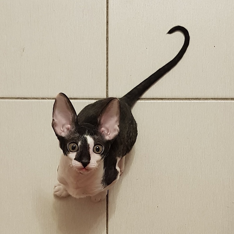 Gucci Elemani Dream - cornish rex