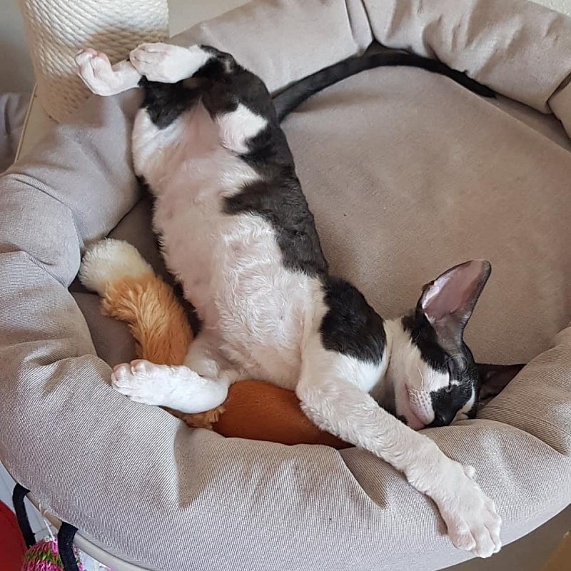 Gucci Elemani Dream - cornish rex