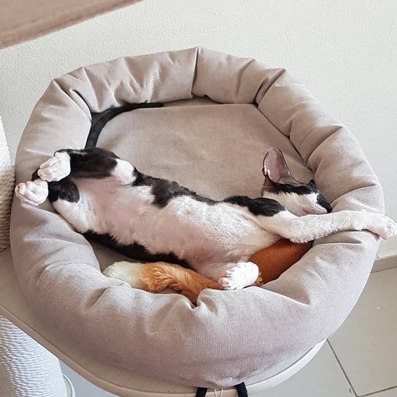 Gucci Elemani Dream - cornish rex