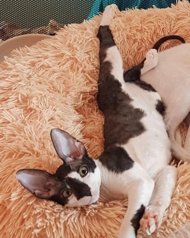 Gucci Elemani Dream - cornish rex