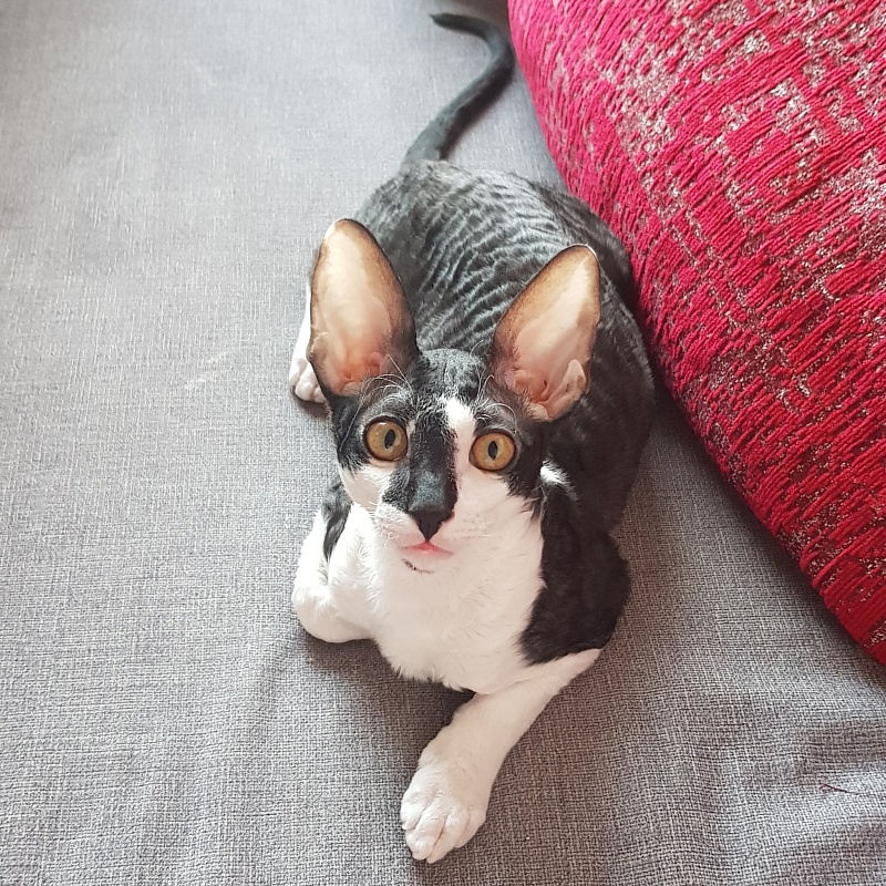 Gucci Elemani Dream - cornish rex