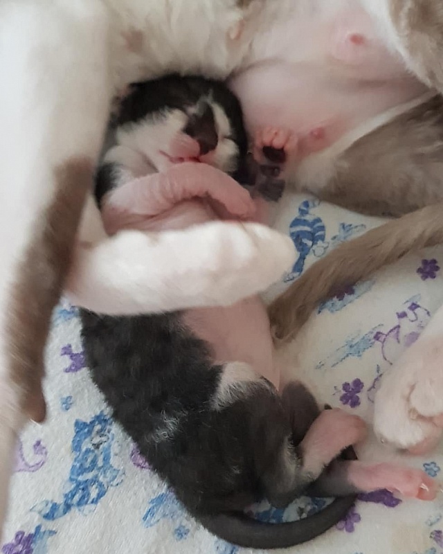 Gucci Elemani Dream - cornish rex