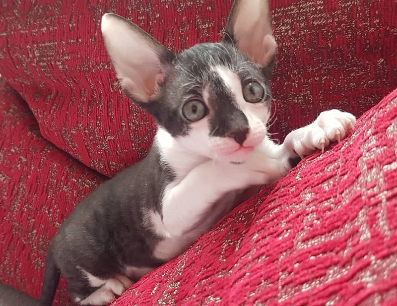 Gucci Elemani Dream - cornish rex