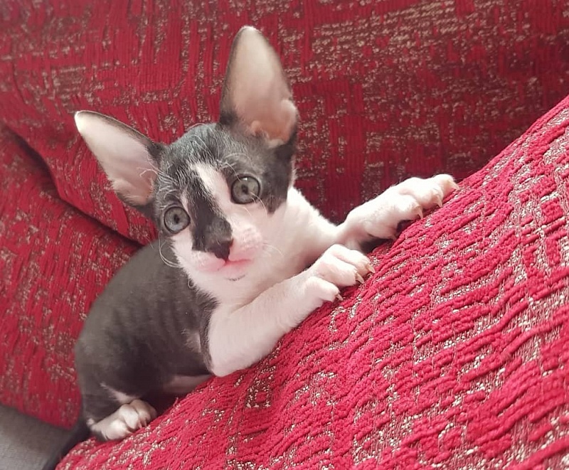 Gucci Elemani Dream - cornish rex