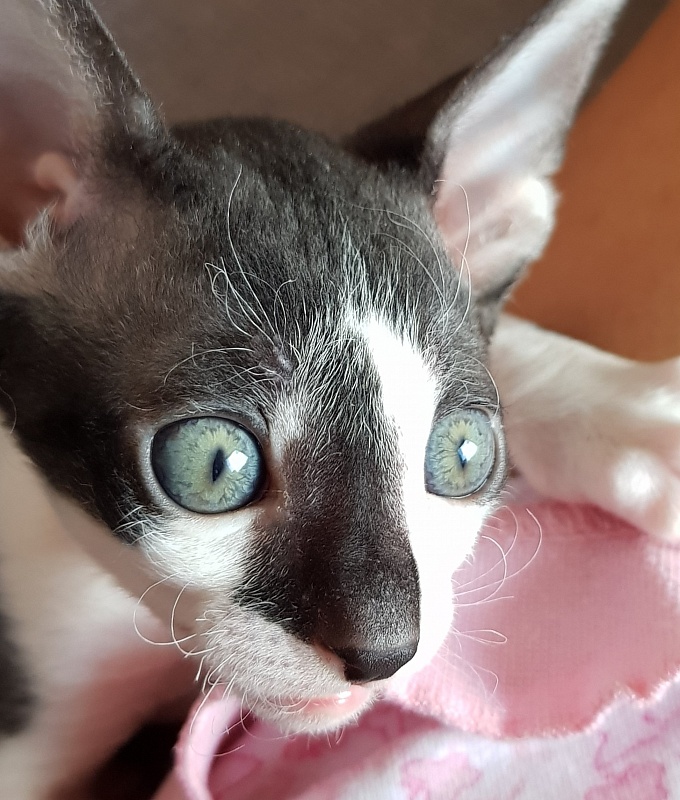 Gucci Elemani Dream - cornish rex