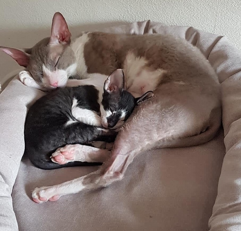 Gucci Elemani Dream - cornish rex