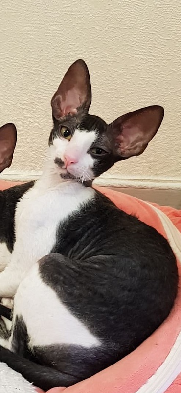 Hurma Elemani Dream - cornish rex