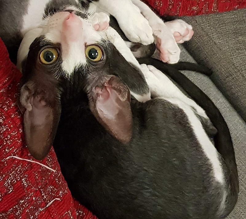 Hurma Elemani Dream - cornish rex