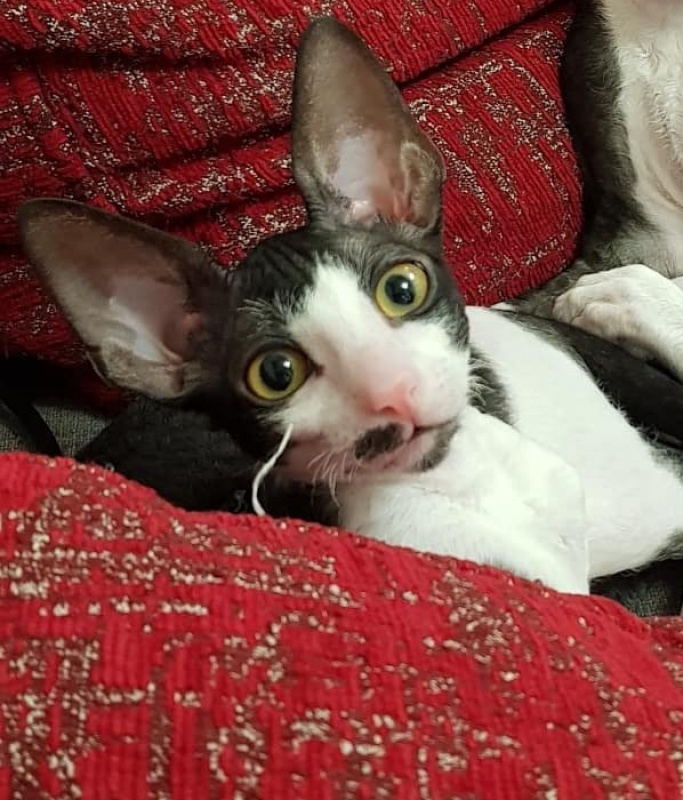 Hurma Elemani Dream - cornish rex