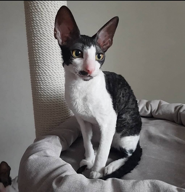 Hurma Elemani Dream - cornish rex