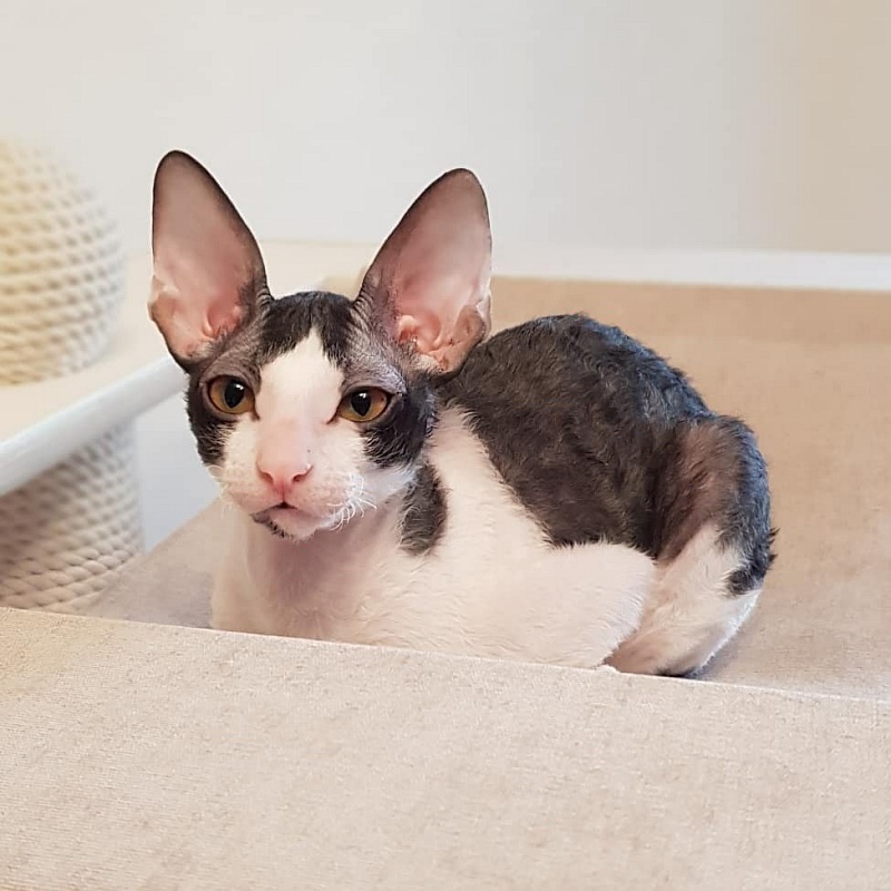 Halva Elemani Dream - cornish rex