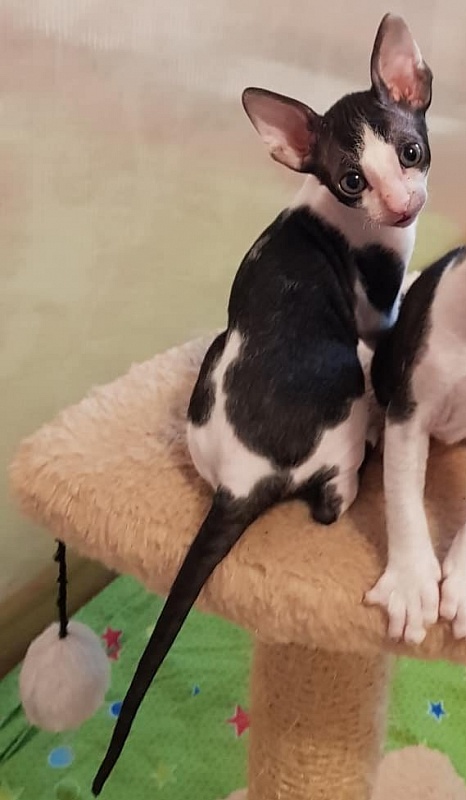 Halva Elemani Dream - cornish rex