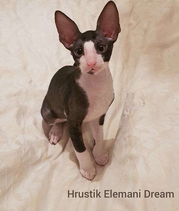 Hrustik Elemani Dream - cornish rex