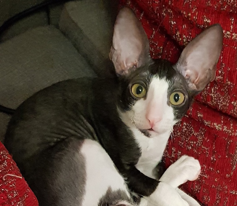 Hrustik Elemani Dream - cornish rex