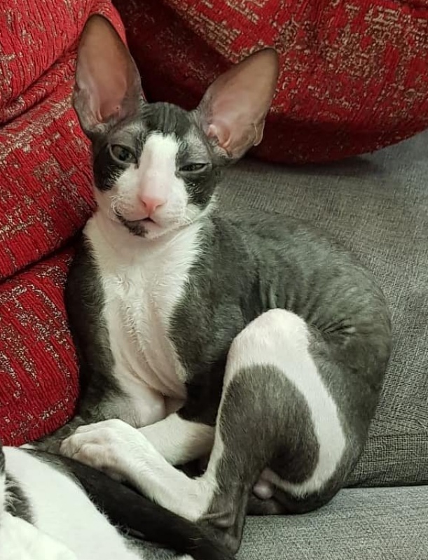 Hrustik Elemani Dream - cornish rex