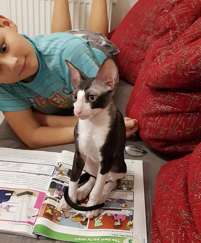 Hrustik Elemani Dream - cornish rex