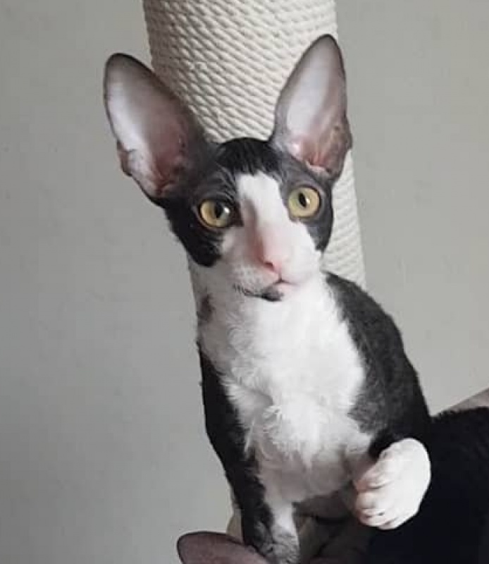 Hrustik Elemani Dream - cornish rex