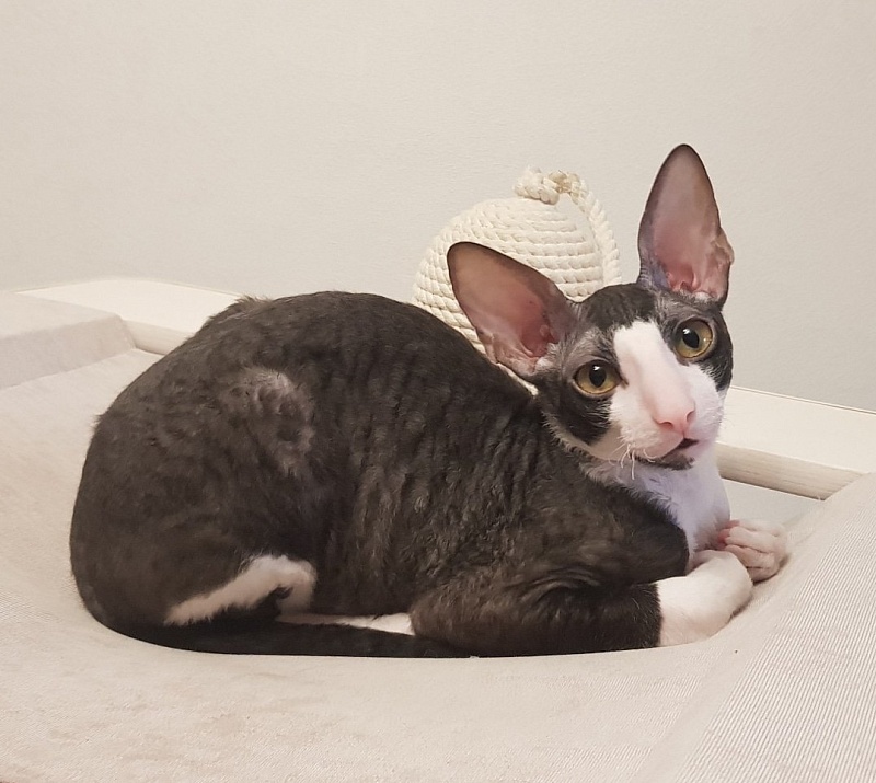 Hrustik Elemani Dream - cornish rex