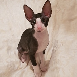 Hrustik Elemani Dream