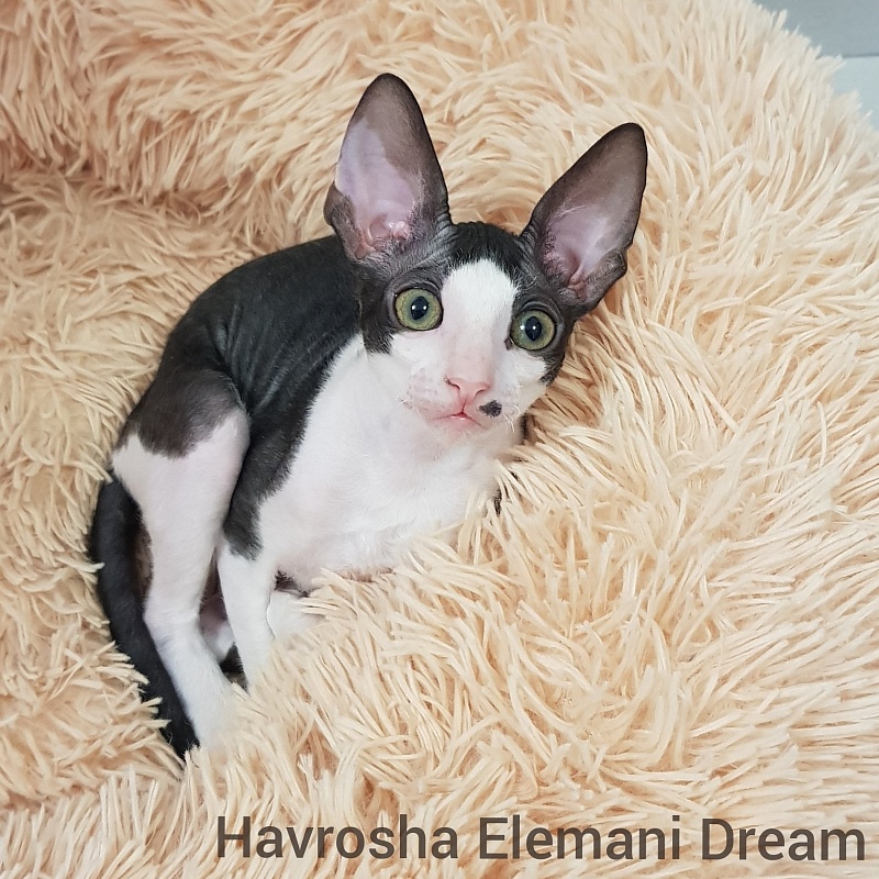Havrosha Elemani Dream - cornish rex