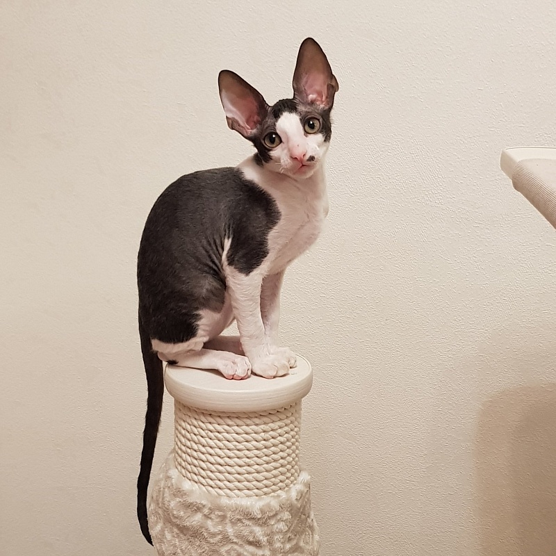 Havrosha Elemani Dream - cornish rex