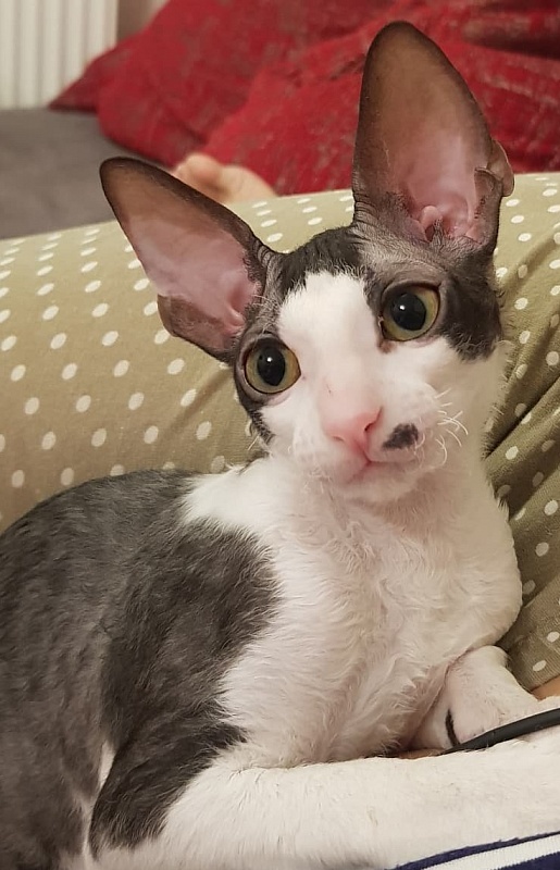 Havrosha Elemani Dream - cornish rex