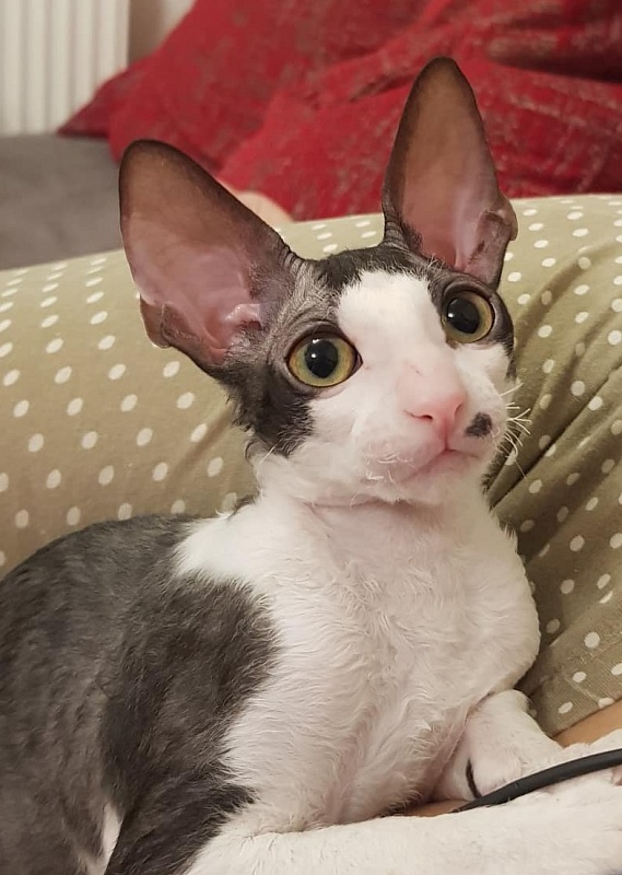 Havrosha Elemani Dream - cornish rex