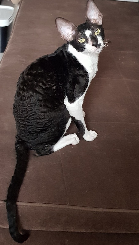 Kroky Elemani Dream - cornish rex