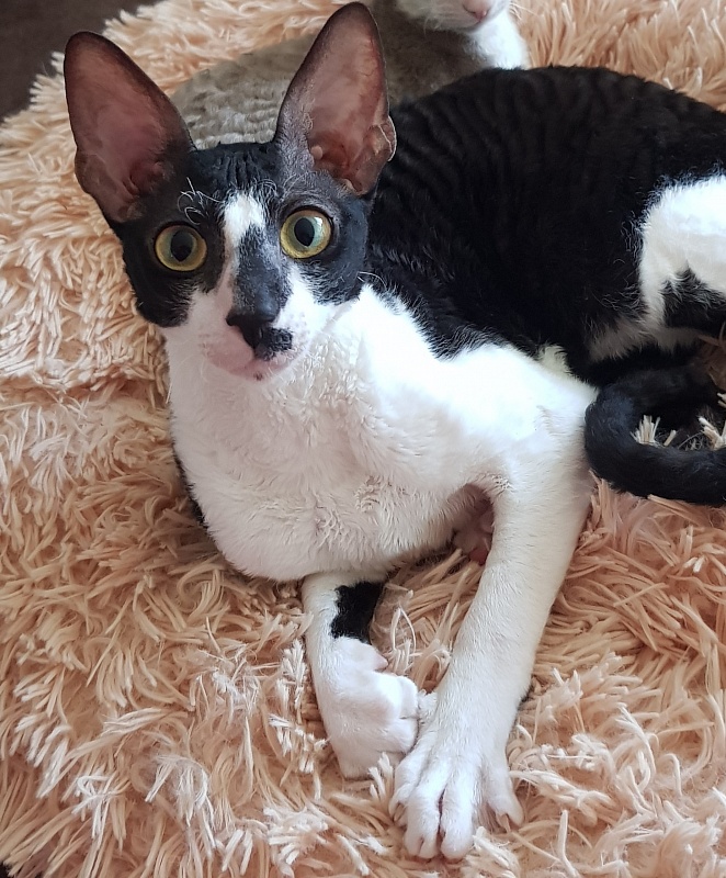 Kroky Elemani Dream - Kitten cornish rex 6 months 1 week