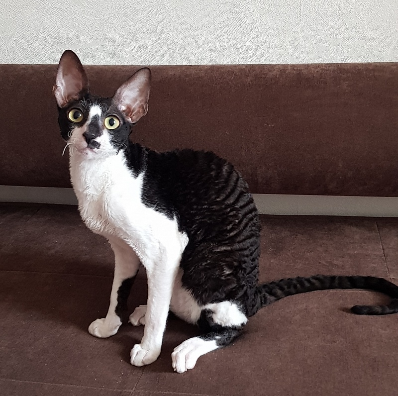 Kroky Elemani Dream - Kitten cornish rex 6 months 0.5 weeks