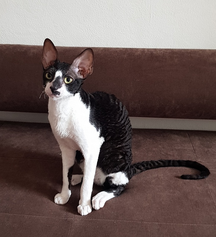 Kroky Elemani Dream - Kitten cornish rex 6 months 0.5 weeks