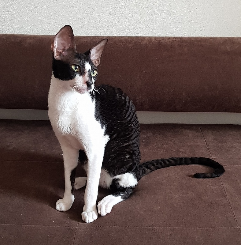 Kroky Elemani Dream - Kitten cornish rex 6 months 0.5 weeks