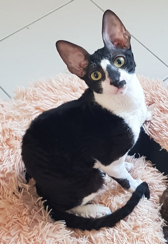 Kroky Elemani Dream - cornish rex