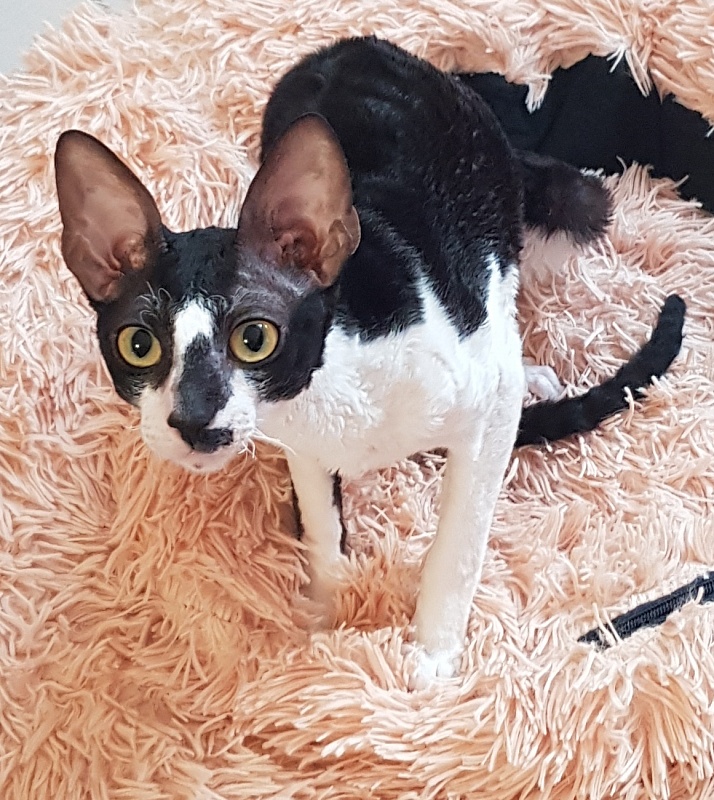 Kroky Elemani Dream - Kitten cornish rex 6 months 0.5 weeks