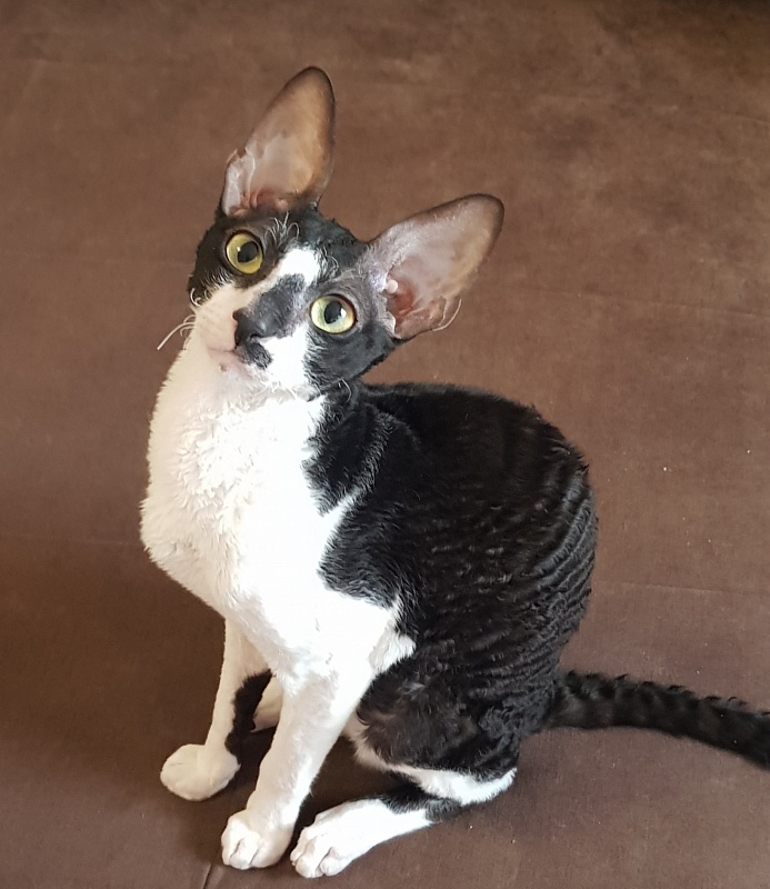 Kroky Elemani Dream - cornish rex