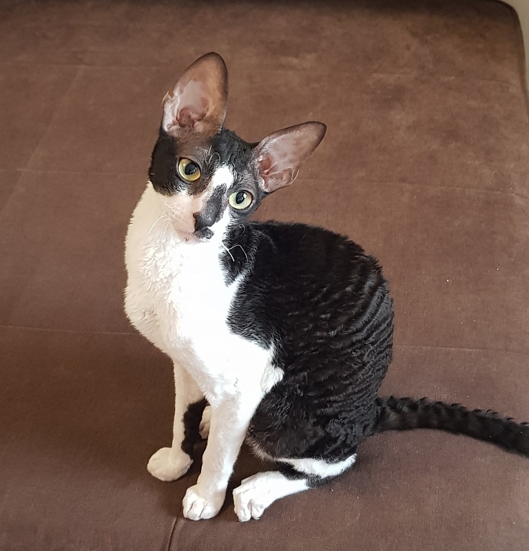 Kroky Elemani Dream - Kitten cornish rex 6 months 0.5 weeks