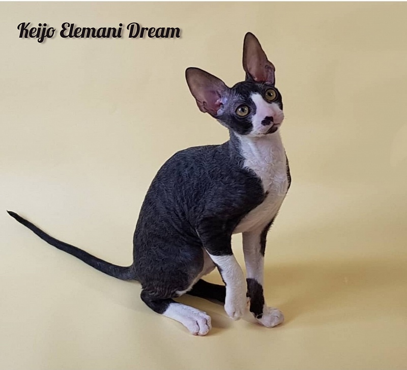 Keijo Elemani Dream - Kitten cornish rex 3 months 1 week