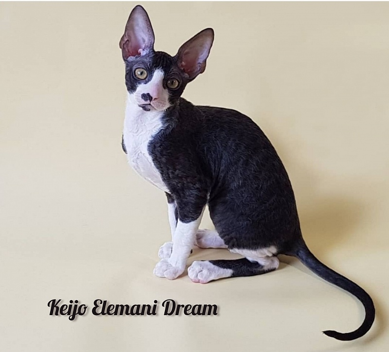 Keijo Elemani Dream - Kitten cornish rex 3 months 1 week