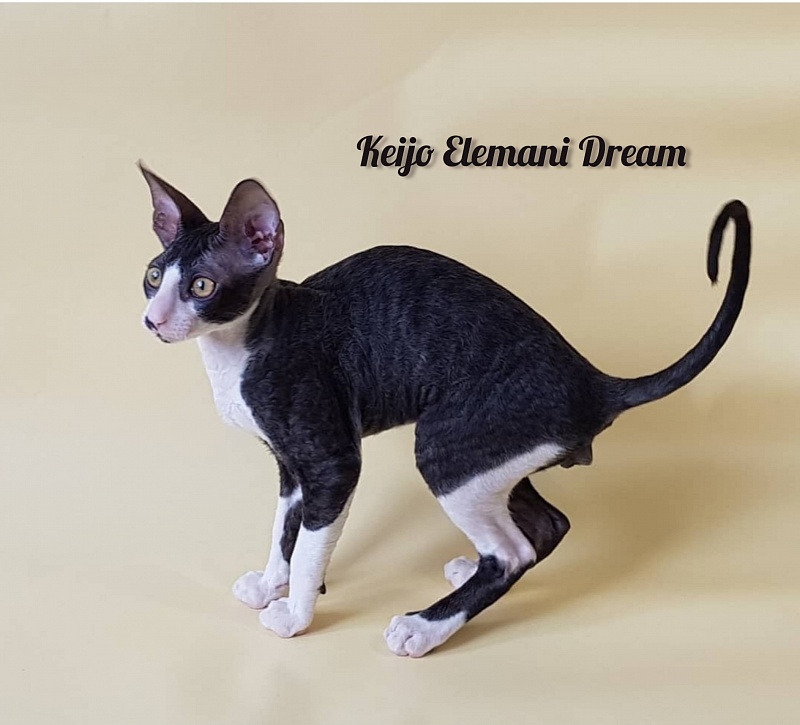 Keijo Elemani Dream - Kitten cornish rex 3 months 1 week