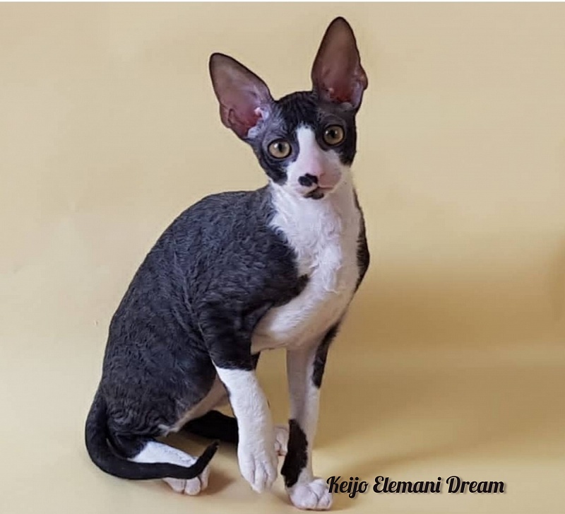 Keijo Elemani Dream - Kitten cornish rex 3 months 1 week