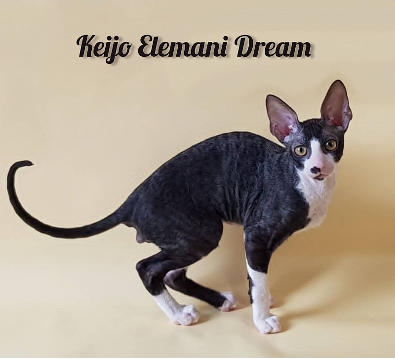 Keijo Elemani Dream - Kitten cornish rex 3 months 1 week