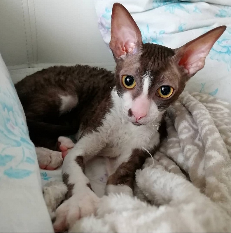 Koffi Elemani Dream - Kitten cornish rex 4 months