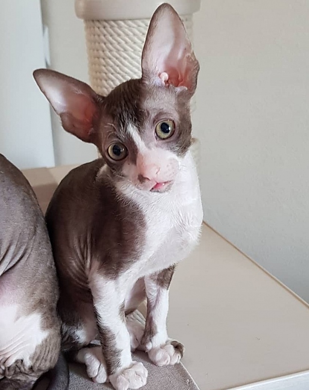 Koffi Elemani Dream - Kitten cornish rex 1 month 4 weeks